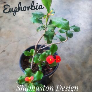Euphorbia_Shamaston_Design