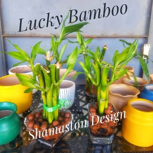 Lucky Bamboo_Shamaston_Design
