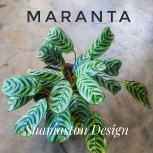 Menthe et Basilic_Shamaston_Design