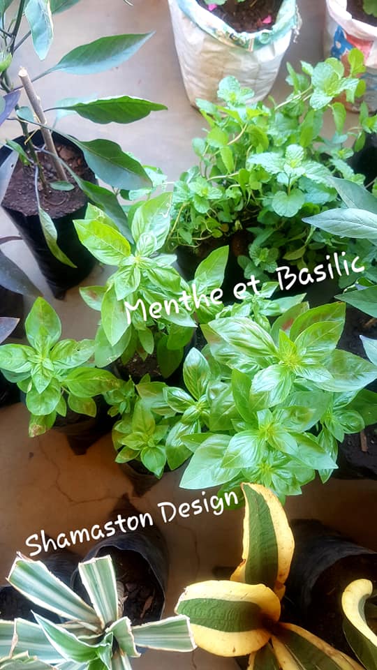 Menthe et Basilic_Shamaston_Design