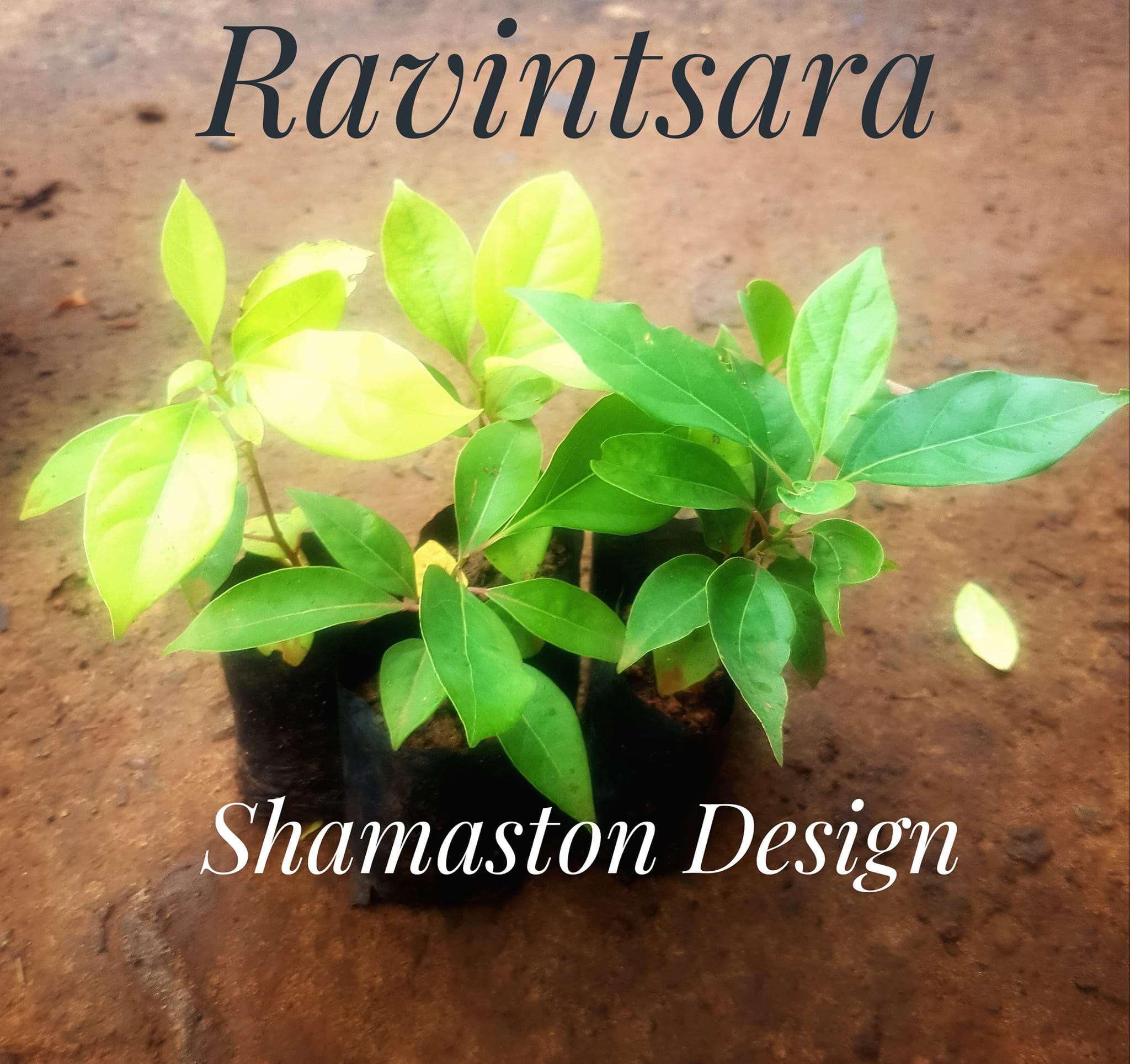 Ravintsara_Shamaston_Design