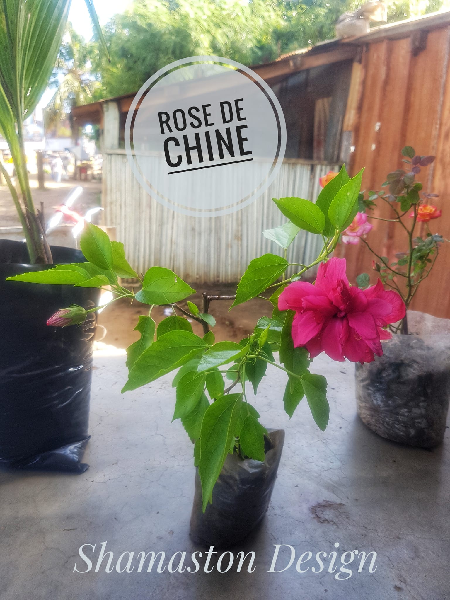 Rose de Chine_Shamaston_Design