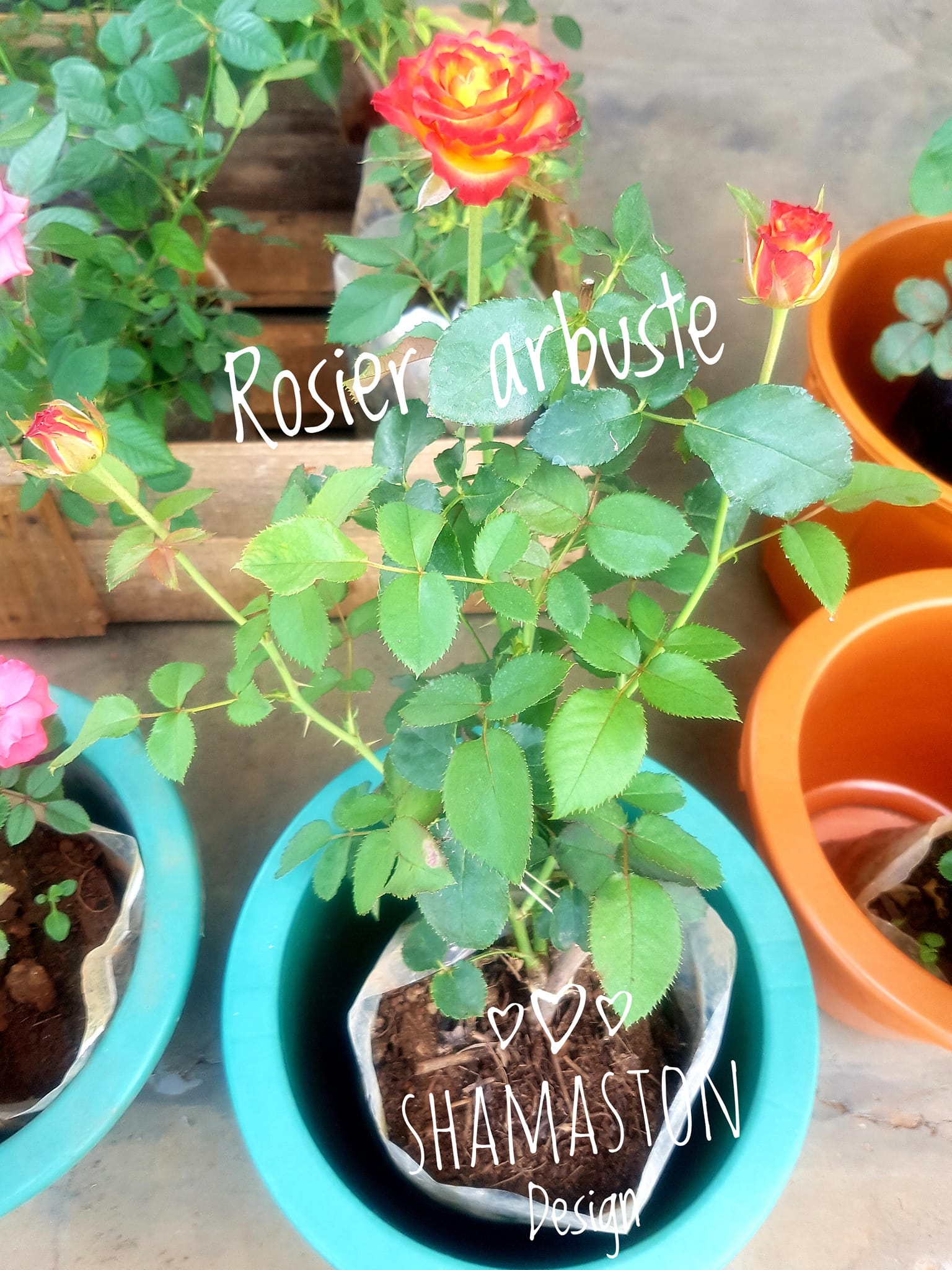 Rosier arbuste_Shamaston_Design