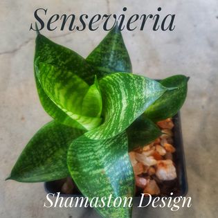 Sensevieria_Shamaston_Design