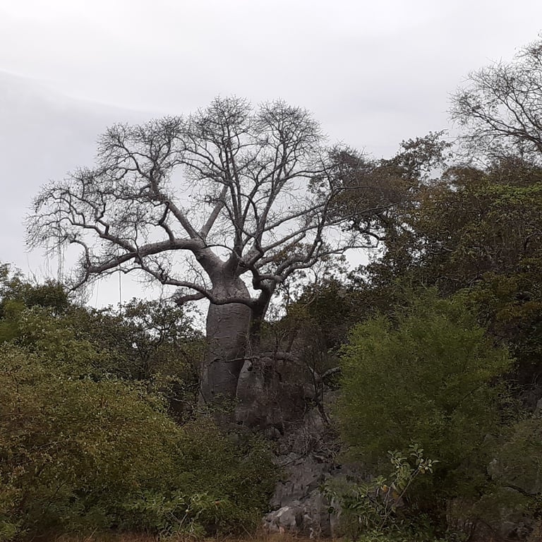 Baobab_Kobaby